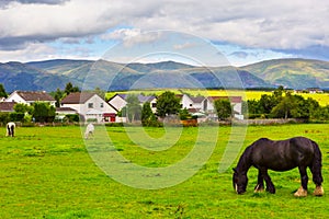 Black Gypsy horse aka Gypsy Vanner or Irish Cob grazes on pasture