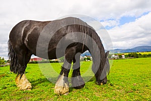 Black Gypsy horse aka Gypsy Vanner or Irish Cob grazes on pasture