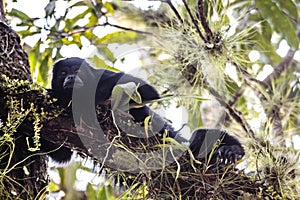 Black Hair monkey watching from a high brunch tree in a tropical Jungle