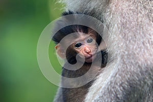 Black-haired monkey baby drinks milk from the breast of a macaque mother