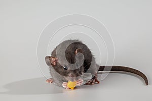 A black-haired rat eats cheese. Rodent isolated on a gray background. Animal portrait for cutting and lettering