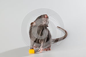 A black-haired rat eats cheese. Rodent isolated on a gray background. Animal portrait for cutting and lettering