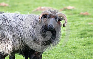Black-haired sheep with long horns
