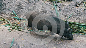 Black hairy boars eat grass on ground