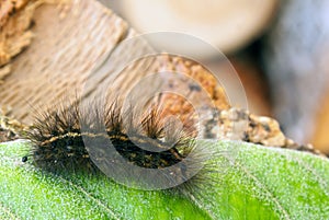 Black Hairy Caterpillar