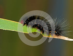 Black Hairy Caterpillar with Red Head
