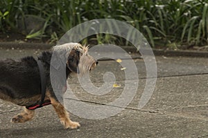 Black hairy dog  walking alone