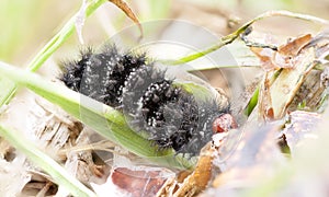 Black hairy larva or caterpillar