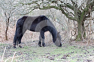 Black hairy with long mane poor wild horse eats dry grass in res