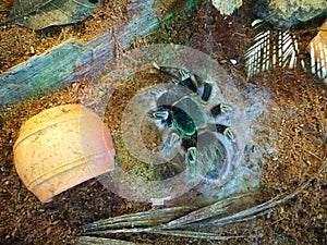 Black Hairy spider grammostola pulchripes in top view stay alone in a display glass box.