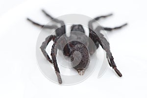 Black hairy tarantula. Rear shot