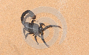 Black Hairy Thick Tailed Scorpion, Namibia