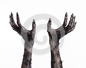 Black hand of death, the walking dead, zombie theme, halloween theme, zombie hands, white background, mummy hands