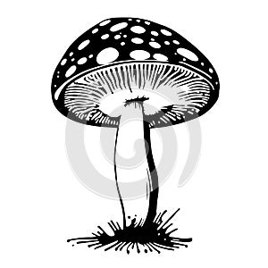 Black hand-drawn vector illustration of One fresh mushroom Fly agaric isolated on a white background