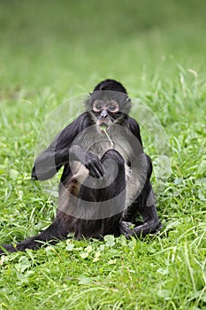 Black-handed spider monkey photo