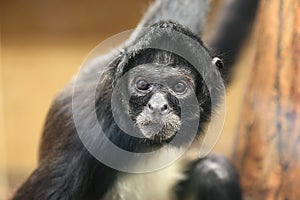 Black-handed spider monkey photo