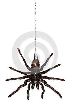 Black hanging tarantula spider handing from web isolated on white