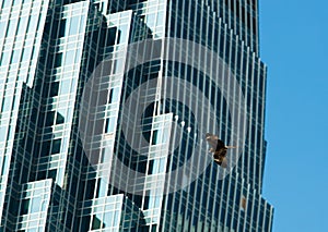 Black Harris Hawk fly during day time under Sun