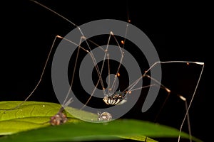 Black harvestman (Daddy Longlegs) resting on leaf with preys