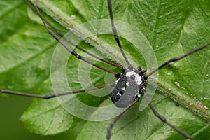 Black Harvestman spider, Hadrobunus rotundum