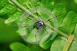 Black Harvestman spider, Hadrobunus rotundum at Satara