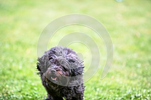 Black havanese dog running over the green grass