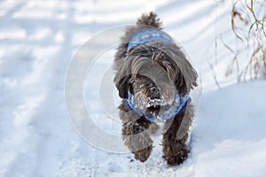 Black havanese dog in the snow running