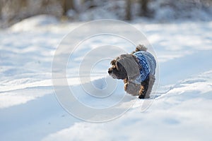 Black havanese dog walking in the snow