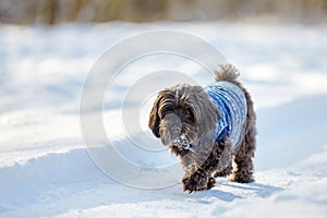 Black havanese dog walking in the snow