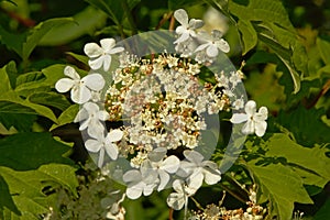 Black haw flower cluster - Viburnum prunifolium