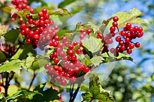 Black Haw producing lots of red berries in late summer