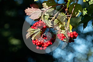 Black Haw producing lots of red berries in late summer