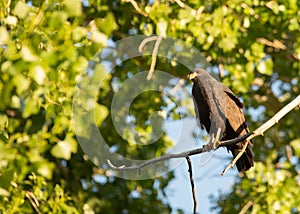 A black hawk sitting in the late evening sun on a cottonwood branch with green leaves and blue sky in the background