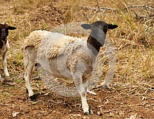 Black head dorper sheep live animal