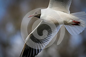 Black head seagull in flight