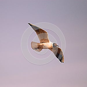 Black-head seagull flight
