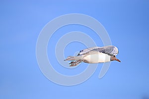 Black-head seagull flight