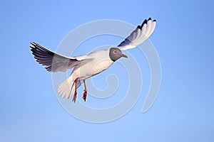 Black-head seagull flight