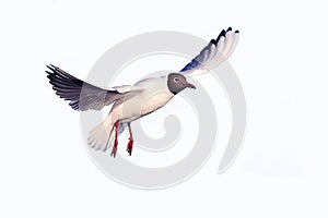 Black-head seagull flight