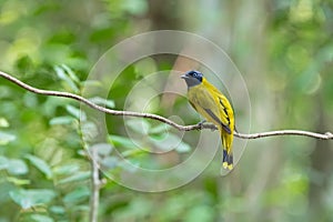 Black-headed bulbul bird in yellow with black head perching on t