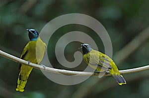 Black-headed Bulbul, Pycnonotus atriceps