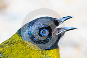 Black-headed Bulbul, Pycnonotus atriceps