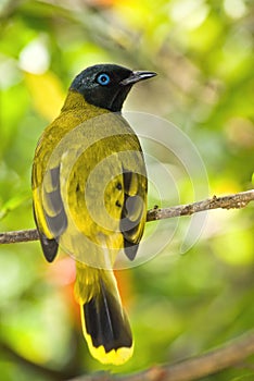 Black-headed Bulbuls