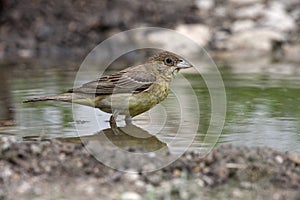Black-headed bunting, Emberiza melanocephala