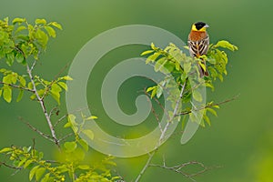 Black-headed bunting, Emberiza melanocephala, songbird in the habitat. Song bird sitting on the branch with yellow lichen, clear b