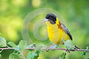 Black-headed bunting Emberiza melanocephala in the wild