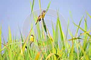Black-headed bunting pair perched in a reed