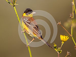 Black headed Bunting perched in herb