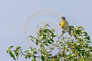Black headed bunting singing, perched in a bush, against blue sky