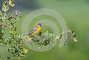 Black-headed Bunting (Emberiza melanocephala) photo